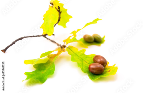 Obraz na płótnie Acorns with leaves w salonie