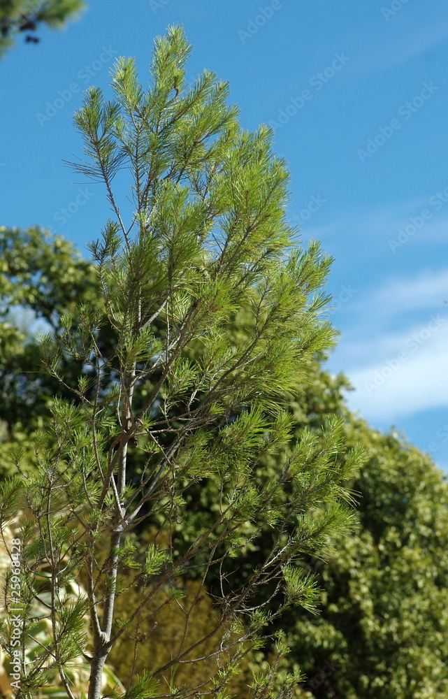 Pin de provence