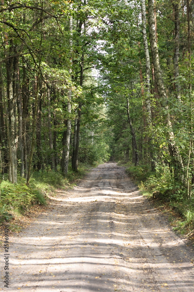 forest road forest road