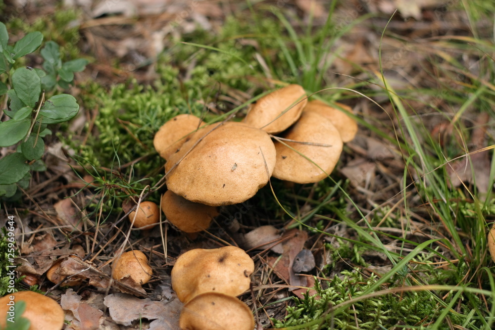 mushroom mushroom