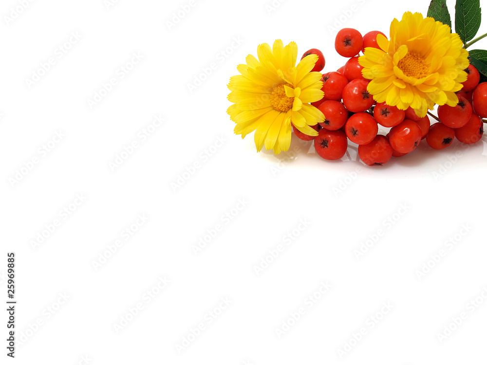 Yellow flower and ash-berry