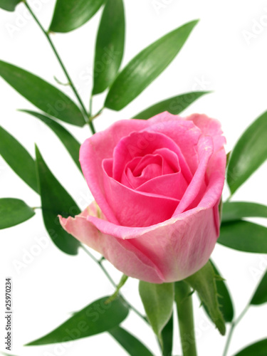 Pink rose