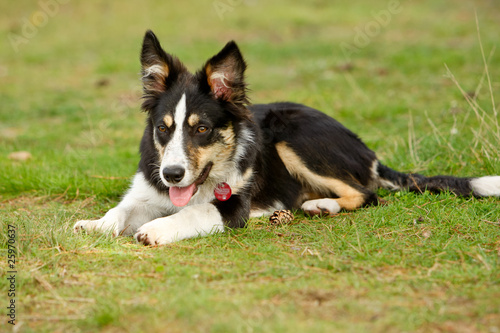 Bordercollie in der Heide