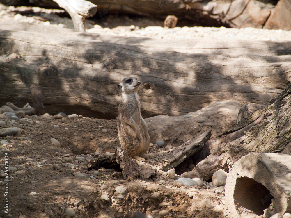 Obraz premium Suricate