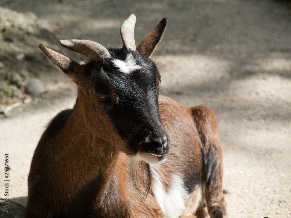 Fototapeta premium Petite chèvre