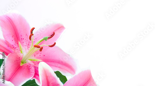 Lily flower with copyspace on white background