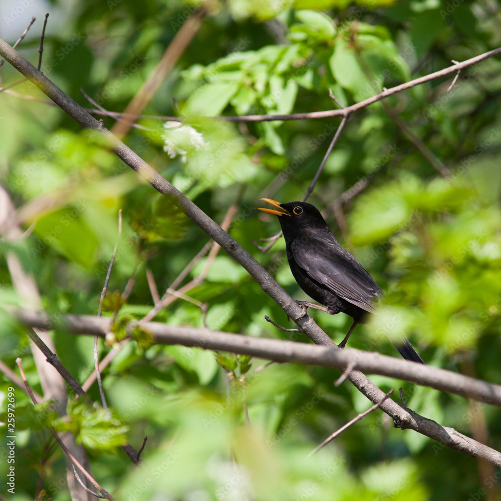 Turdus merula, Blackbird Turdus merula, Blackbird