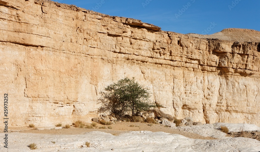 Acacia tree in the desert canyon
