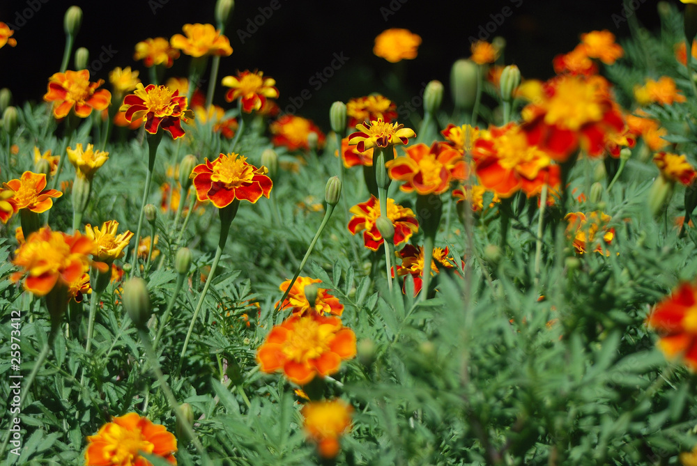 FLORES SILVESTRES ROJAS Y AMARILLAS