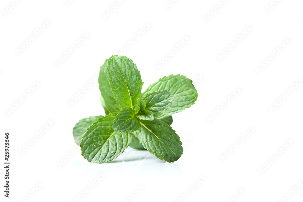 Mint leaf Mint leaf