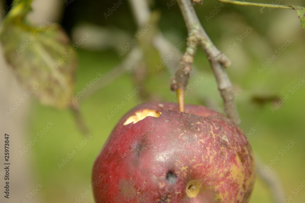 angefressener Apfel angefressener Apfel