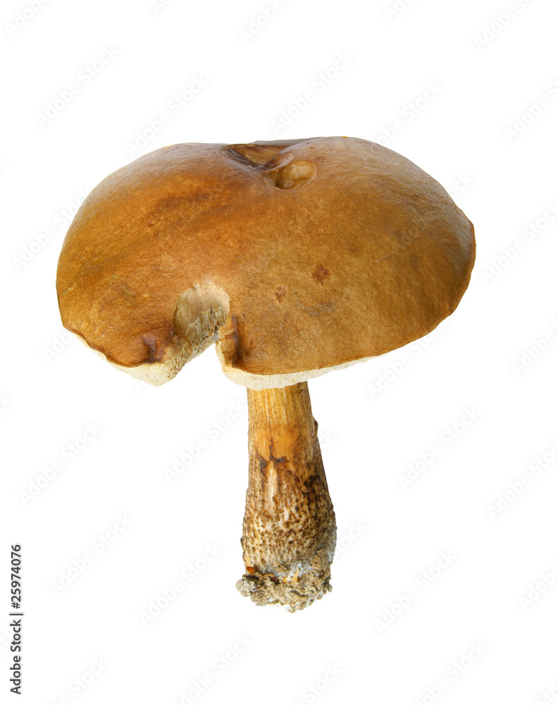 Fresh mushroom isolated on white background Fresh mushroom isolated on white background