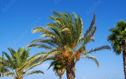 palmen © MH