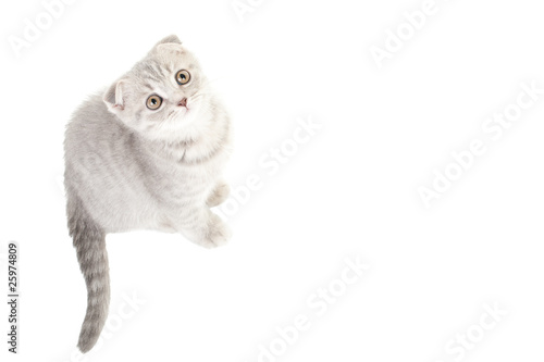 scottish fold kitten