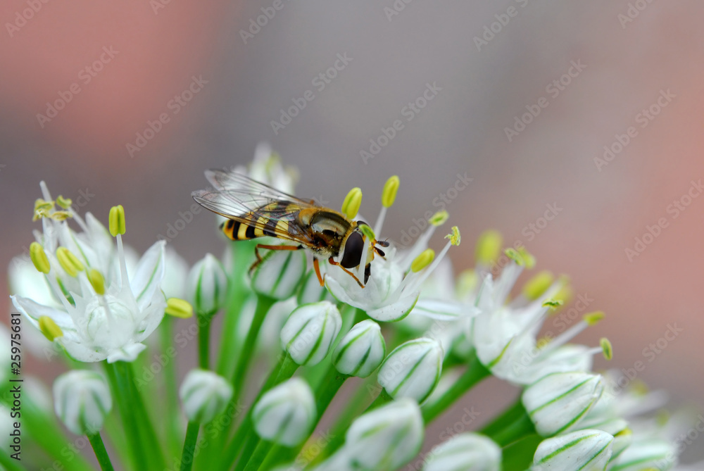 bee on flower bee on flower