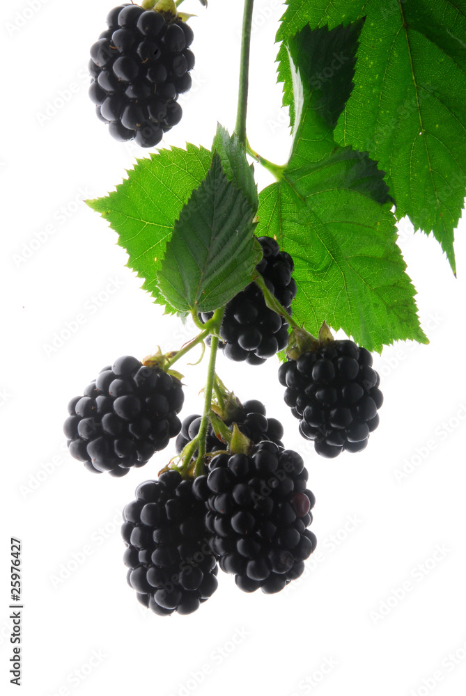 black berries isolated on white