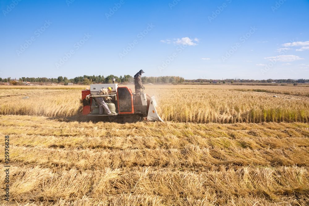 Obraz premium Farm worker cutting rice