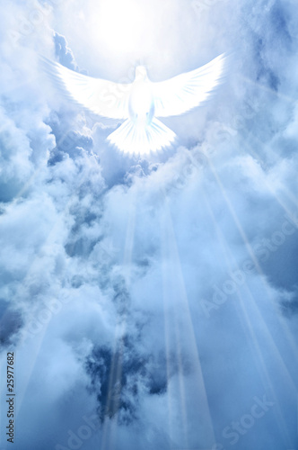shining white dove descending from clouds