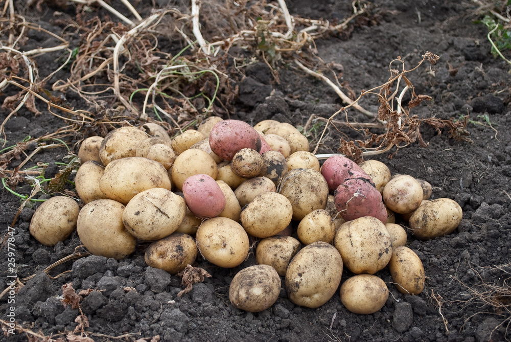 Freshly potatoes