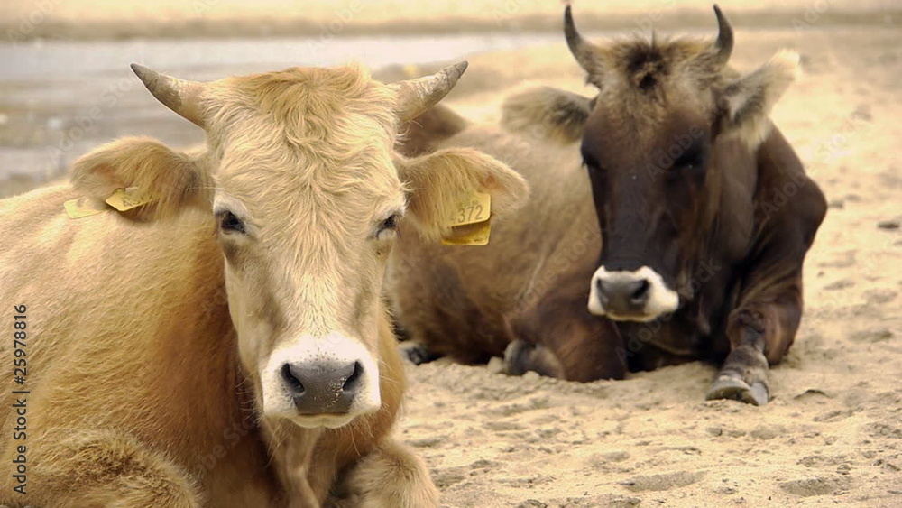 Dairy cows (Bos taurus) resting on beach Dairy cows (Bos taurus) resting on beach
