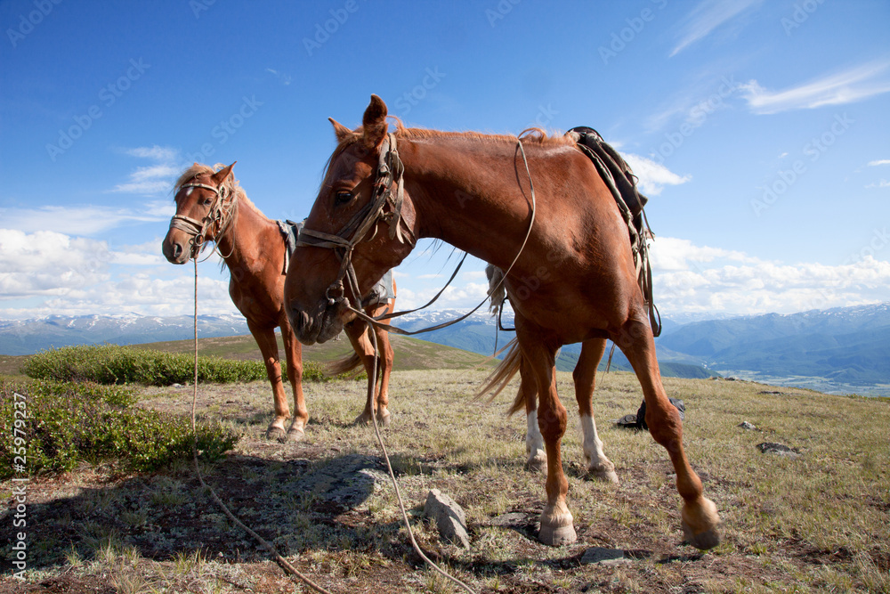 Obraz premium Two horses also tethered