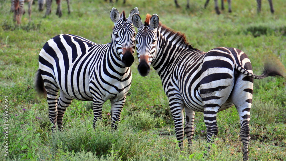 A pair of zebras. Serengeti National Park, Tanzania A pair of zebras. Serengeti National Park, Tanzania