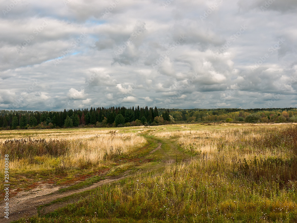 Summer landscape