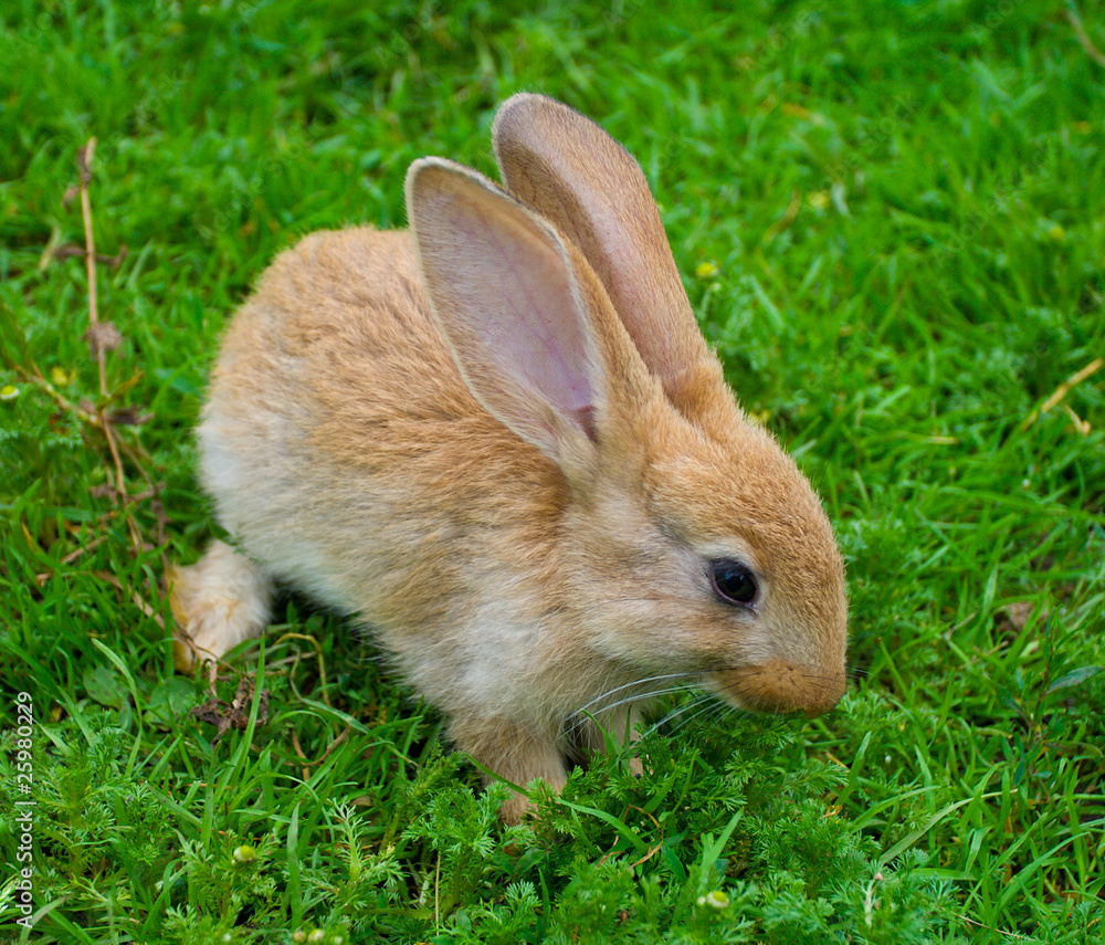 little brown bunny on grass little brown bunny on grass