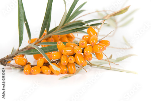 sea-buckthorn