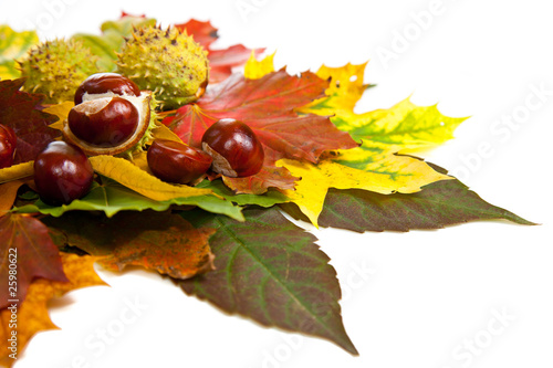 Composition of autumn chestnuts and leaves photo