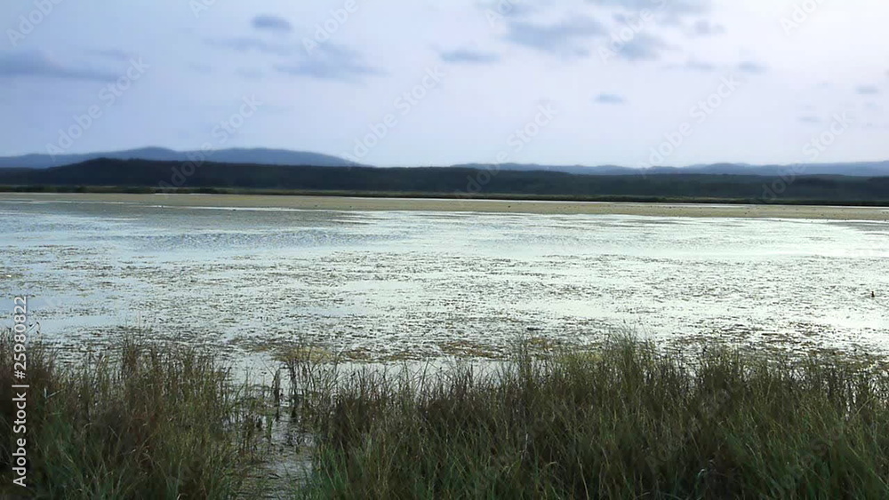 Reeds on tranquil lake bed - Day - Nature Reeds on tranquil lake bed - Day - Nature