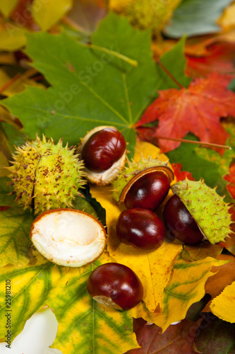 Composition of autumn chestnuts and leaves