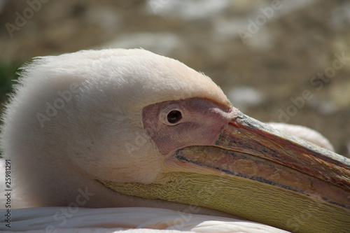 Head and eye of a pink flamingo