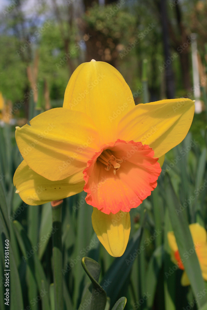 Obraz premium Daffodil