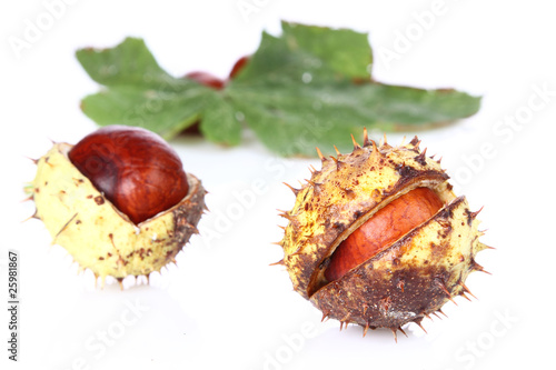 Chestnuts photo