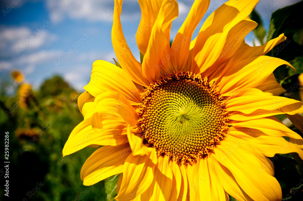 sunflower on blue sky background