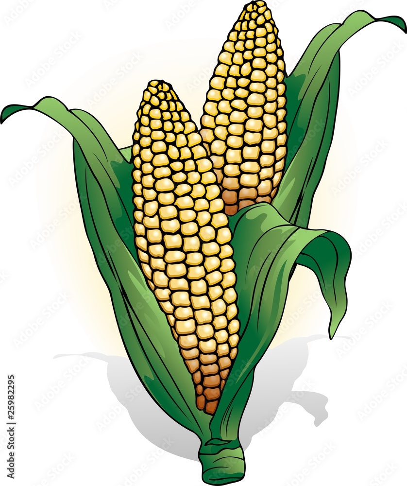Pannocchia di Mais-Corn Cob-Vector Stock Vector