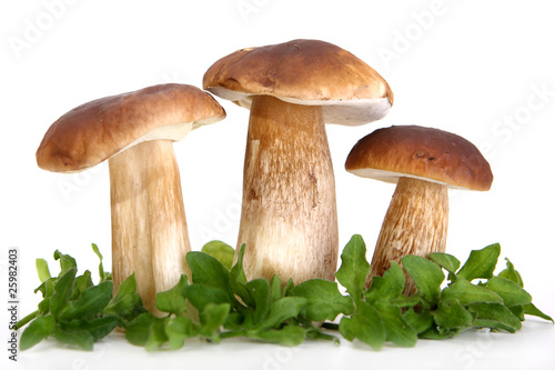 group of forest mushrooms