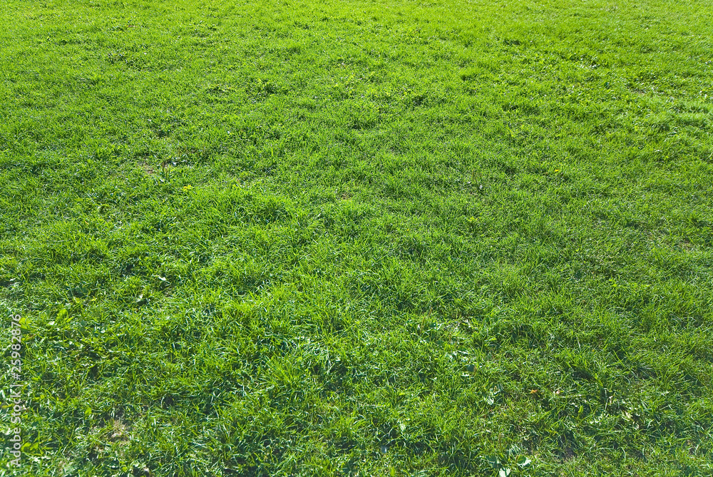 Fototapeta premium Green grass field