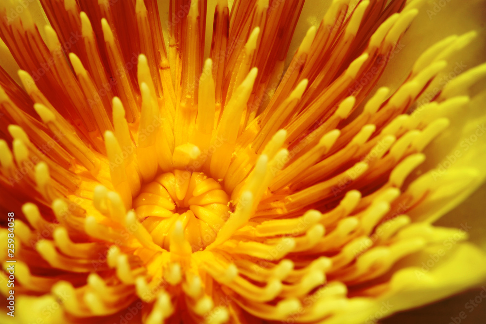 Yellow pollen of the lotus Yellow pollen of the lotus
