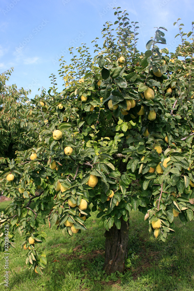 Quittenbaum StockFoto Adobe Stock