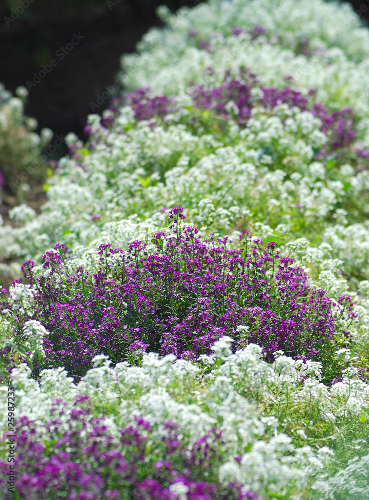 Obraz premium FLORES DISPUESTAS EN HUERTO, JARDINERÍA