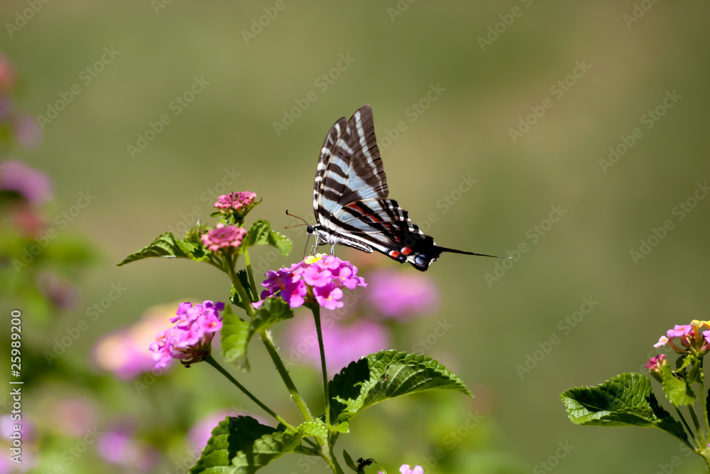 Naklejka premium Zebra swallowtail butterfly