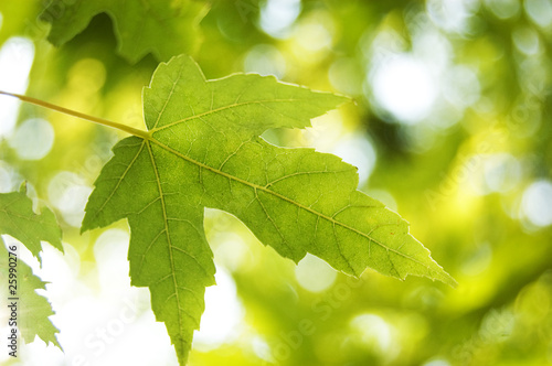 Sun-lit green leaf over green