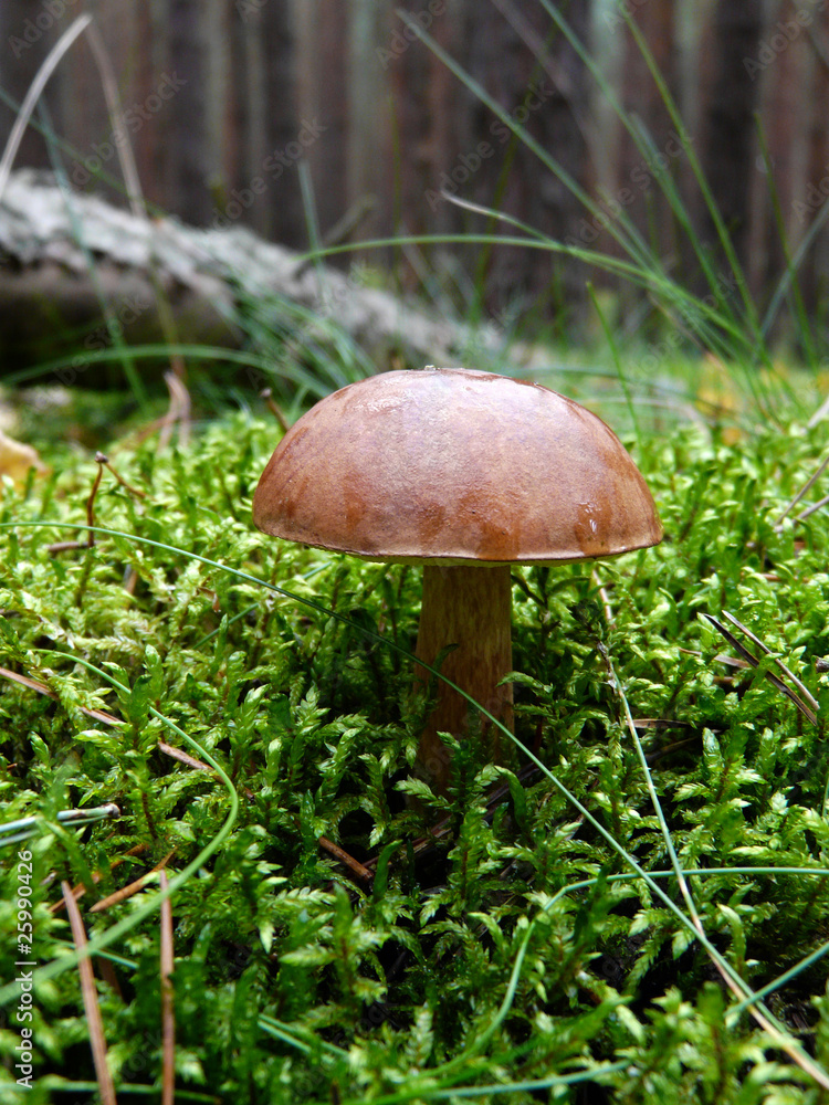 fungus fungus