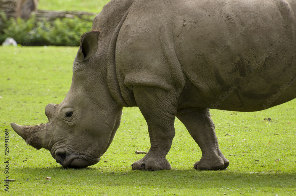 Obraz premium Nashornportrait