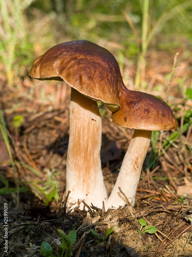 pair boletus in the forest