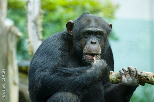 Gorilla beim fressen