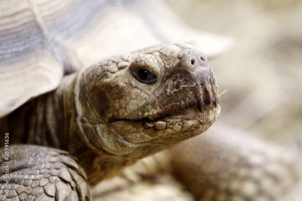 Spornschildkröte Spornschildkröte