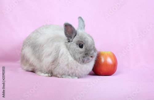 Decorative dwarfish rabbit on a pink background. © Shchipkova Elena